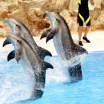 Dolphin show with multiple dancing animals