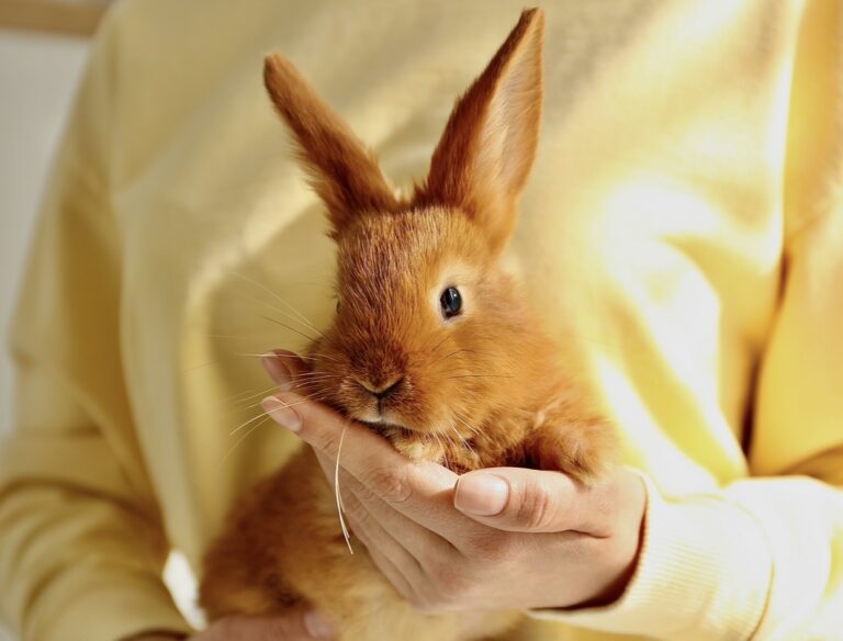 Petco Ends Rabbit Sales & Introduces New Adoption-Only Program