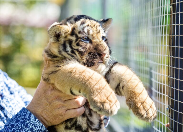 South Africa’s Big Cat Industry: A Global Trade Of Extreme Cruelty & Exploitation