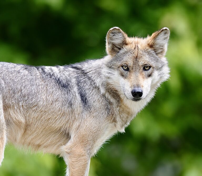 $100K Reward Offered For Information On Mexican Gray Wolf Found Dead In Arizona; Fewer Than 260 Remain In The Wild