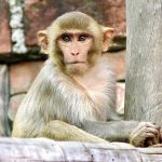 Juvenile Rhesus macaque (Macaca mulatta) resting : (pix Sanjiv Shukla)