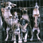 Portrait Of Puppies In Cage Outdoors