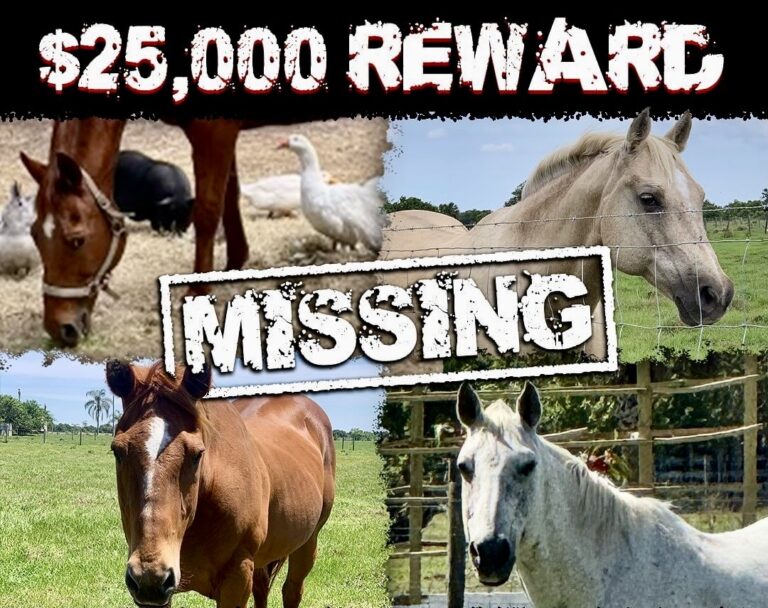 $25,000 Reward Offered By Animal Recovery Mission For Information On Horses Stolen & Likely Sold For Their Meat In Florida