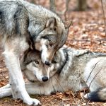 Affectionate Grey Wolves