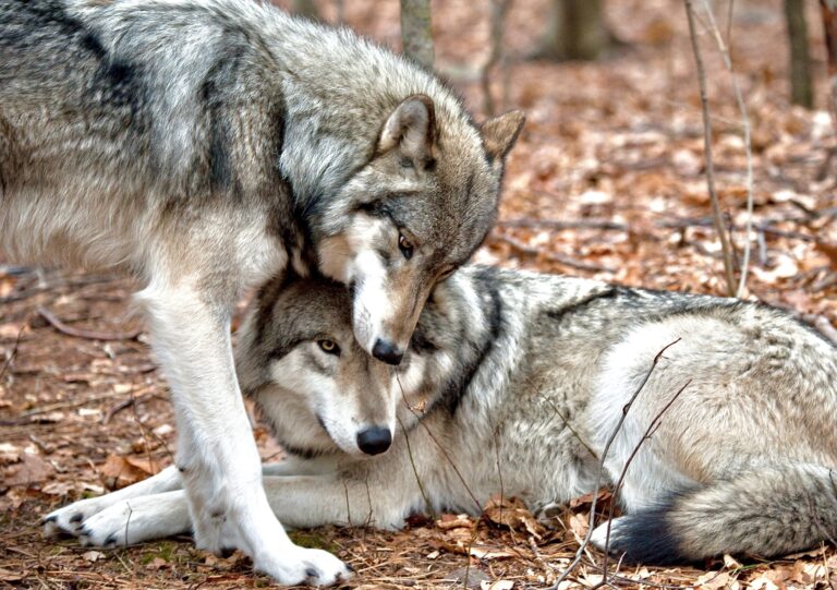 $10,000 Reward For Information On The Illegal Killing Of Two Endangered Gray Wolves In Washington