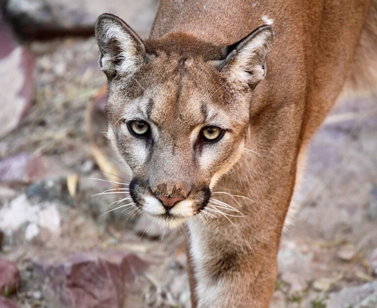Pressure Mounts For Arizona To Ban Dog Pack Hunting Of Mountain Lions, Bears & Other Critical Species