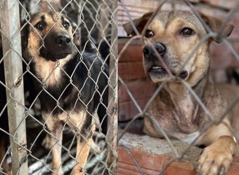 Dog Meat Restaurant In Vietnam Closes After 20 Years; Owner’s Guilt Causes Him To Leave The Trade