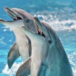 Two Dolphins in a blue water