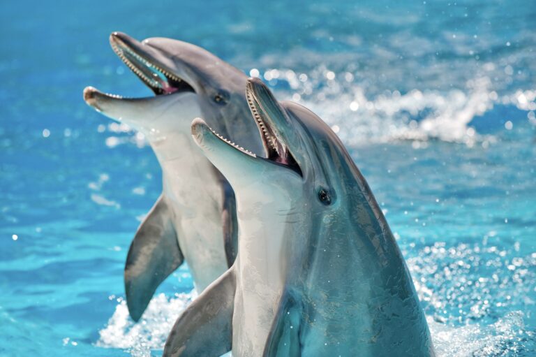 Victory For Dolphins! Belgium To Become 7th Country To Enact Permanent Ban On Dolphinariums