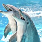 Two Dolphins in a blue water