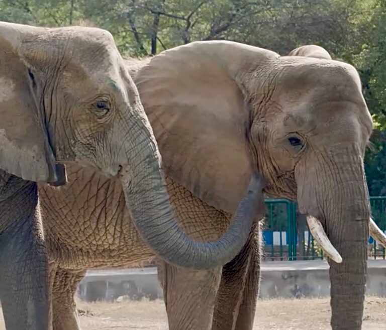 Elephant Madhubala Leaves Zoo Life Behind To Reunite With Her Sisters After 15 Years