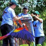 gtmacaws_arcas_h299917