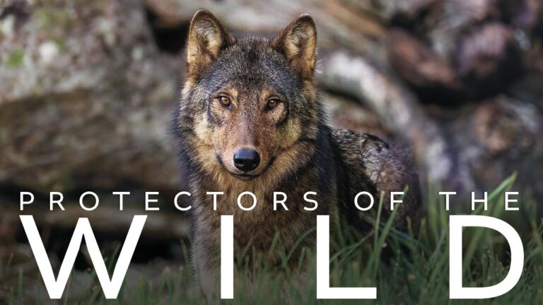 Peace 4 Animals’ Debuts Gripping Trailer To Their Latest Documentary ‘Protectors of the Wild’