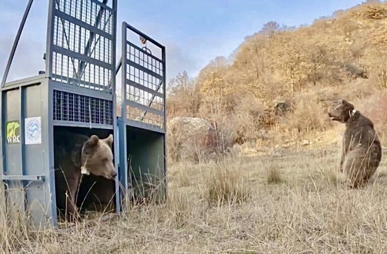 Back To The Wild: Celebrating Rescued Bears Challo & Lexi’s Return To Freedom