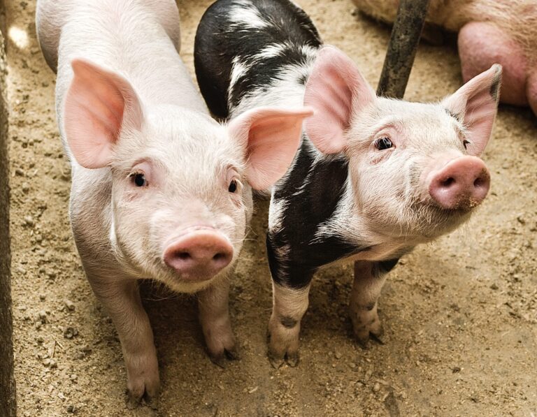 Give The Gift Of Compassion: Help Farm Sanctuaries This Holiday Season