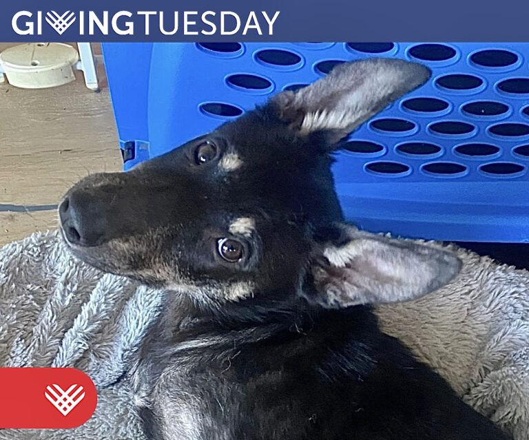 Meet “Angel,” Our Giving Tuesday Rescue Miracle