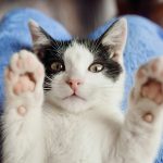 White cat lies on woman’s knees