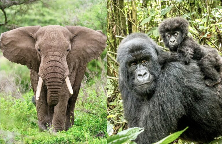 Breaking The Chains: Canadian Senate Passes Bill To Ban Captivity Of Elephants & Great Apes