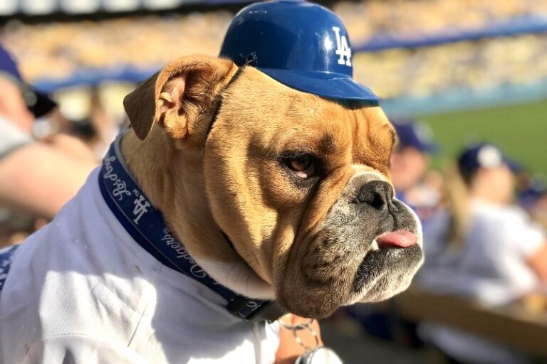 LA Dodgers Join Forces With LA Animal Care For All-Star Pet Adoption Event On December 21st