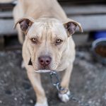 Close up puppy pitbull living in the dirty yard .