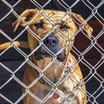 Vertical closeup shot of a cute brown dog looking through a fence