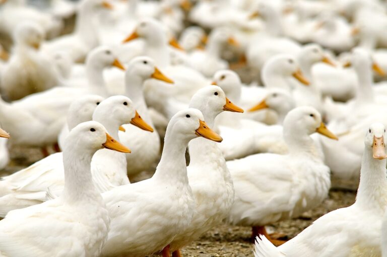 119,000 Ducks Killed After Bird Flu Outbreak At California Factory Farm