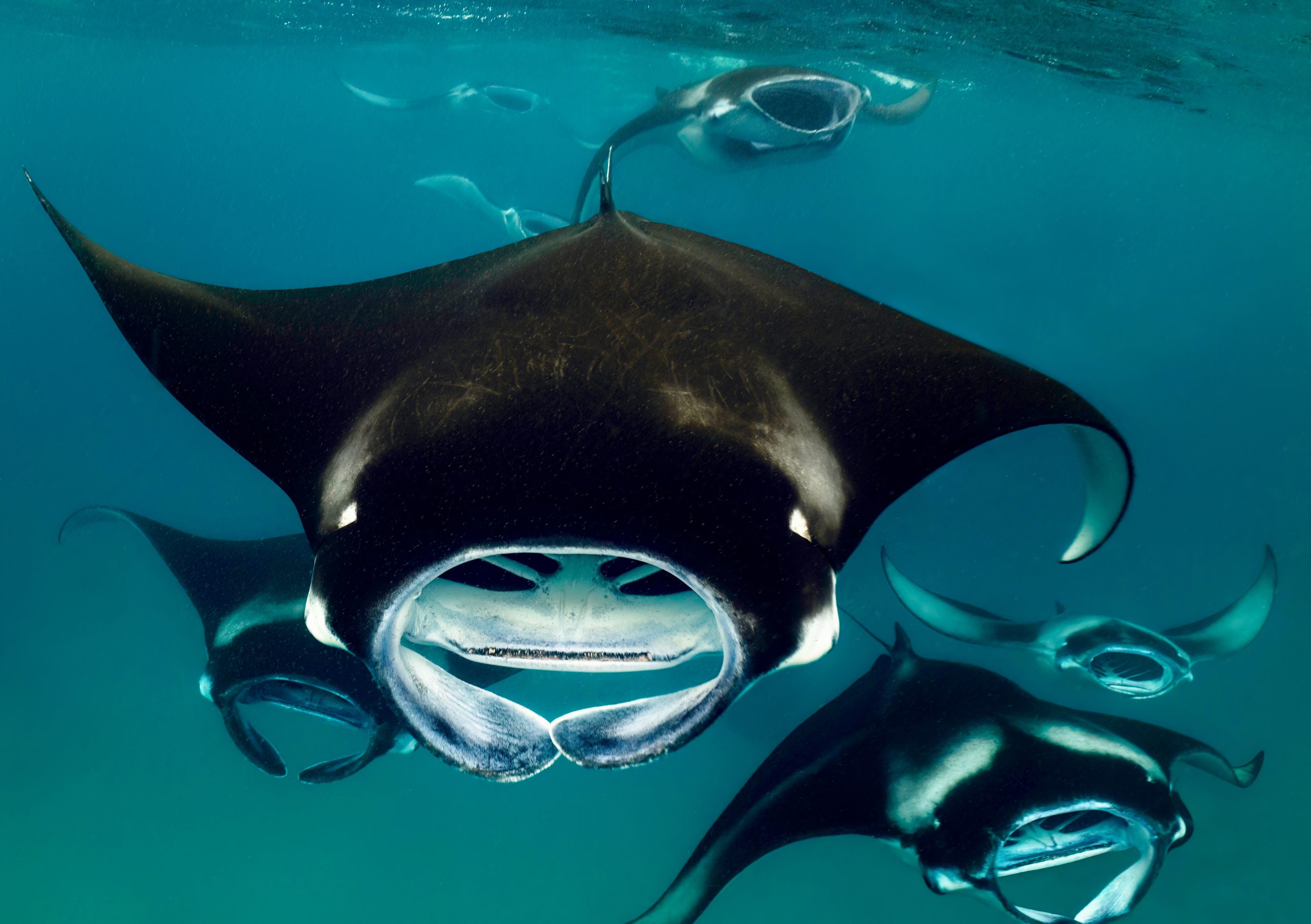 Australian Rays South Australia Introduces New Regulations To Protect Endangered Rays ...