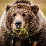 Coastal brown bear, also known as Grizzly Bear (Ursus Arctos) feeding on grass. South Central Aaska. United States of America (USA).