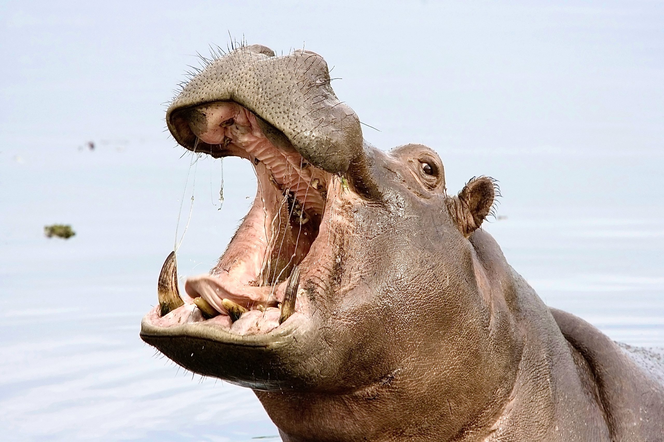 Hippo Attacks And Kills Suspected Poacher In Kruger National Park ...