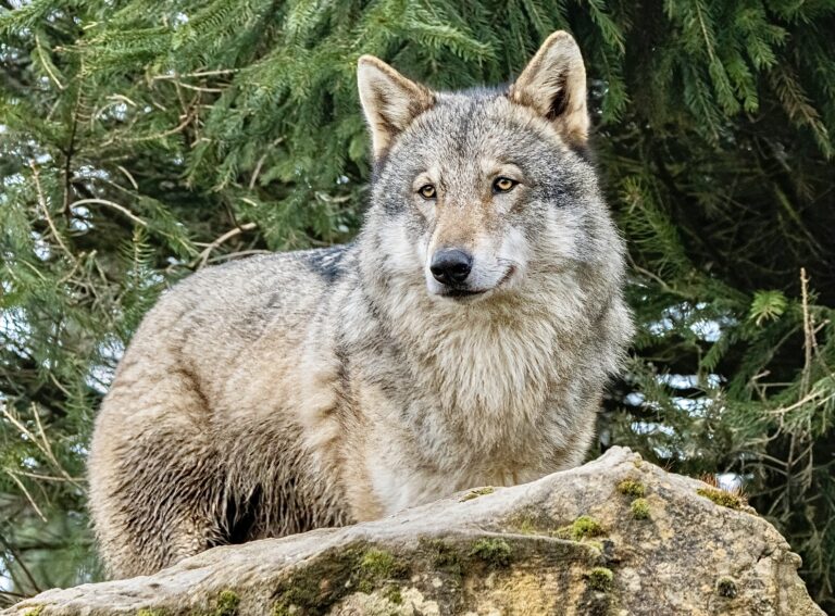 $65,000 Reward Offered For Information On The Illegal Killing Of The Father From The Copper Creek Wolf Pack