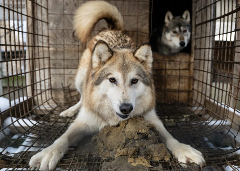 Hundreds Of Foxes, Raccoons, Wolf-Dogs, Skunks & Coyotes Rescued From Fur Farm In Ohio