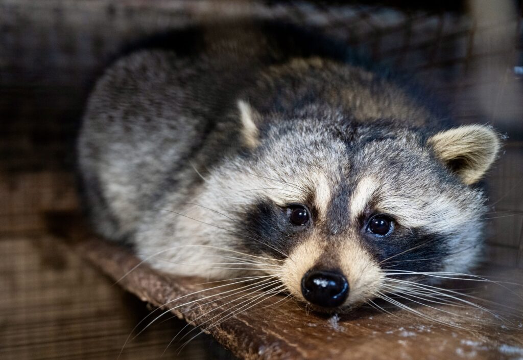 Hundreds Of Foxes Raccoons Wolf Dogs Skunks Coyotes Rescued From hundreds-of-foxes-raccoons-wolf-dogs-skunks-coyotes-rescued-from