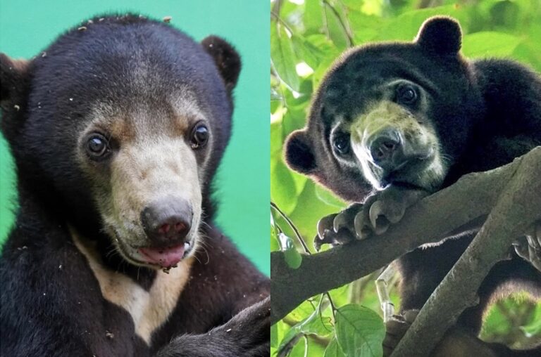 Two Sun Bear Cubs Rescued From The Illegal Wildlife Trade Begin Their Road To Recovery