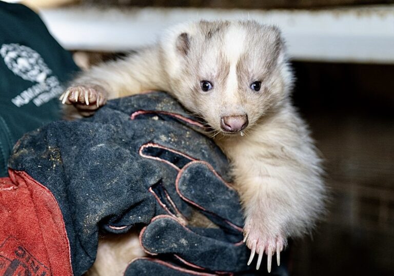 Massachusetts Pushes To Ban Fur Sales Amid Shocking Discovery At Fur Farm In Ohio