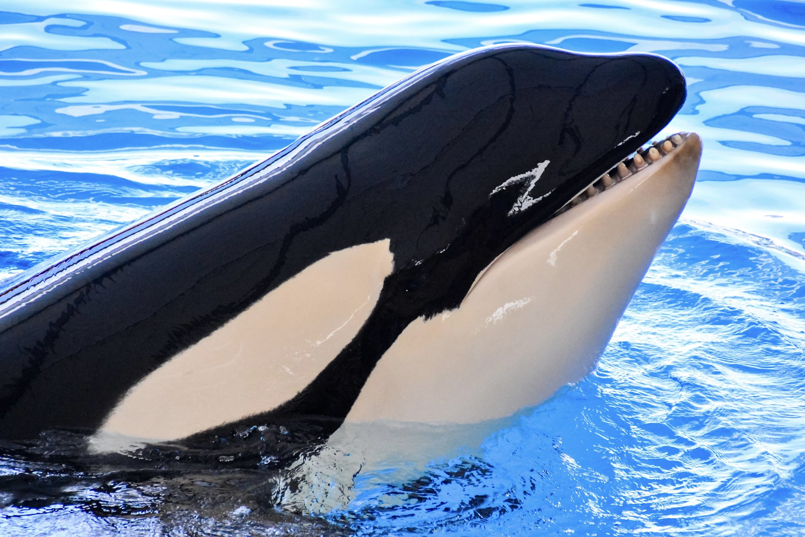 The French Government Rejects Proposal To Move Orcas From Marineland Antibes To Seaside ...