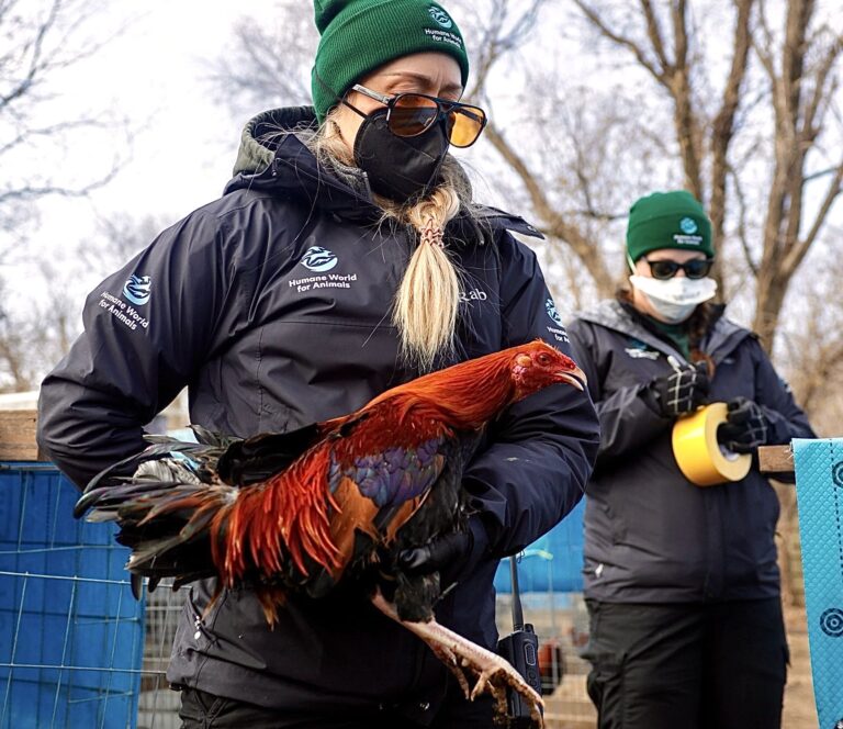 Over 400 Roosters & Hens Rescued From Suspected Cockfighting Operation In Kansas
