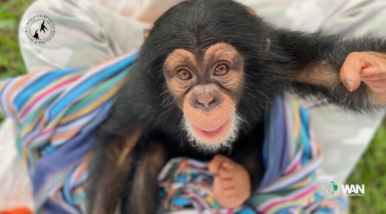 WAN Exclusive With Liberia Chimpanzee Rescue & Protection