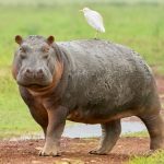 Hippopotamus Walking with a Cattle Egret