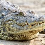 Nile crocodile, Zambesi, Botswana