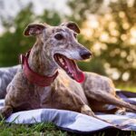 Cute greyhound is resting at blanket outdoors.