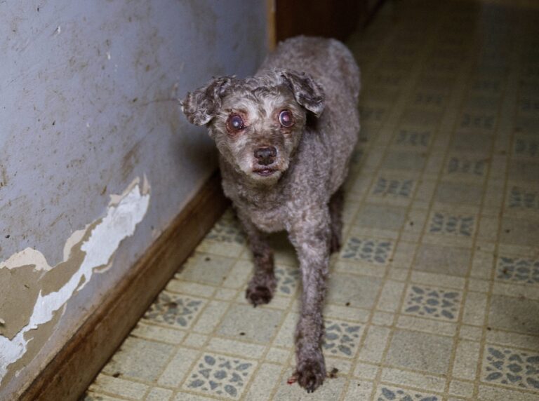 Over 100 Animals Rescued From Alleged Severe Neglect At Veterinarian’s Home In Ohio