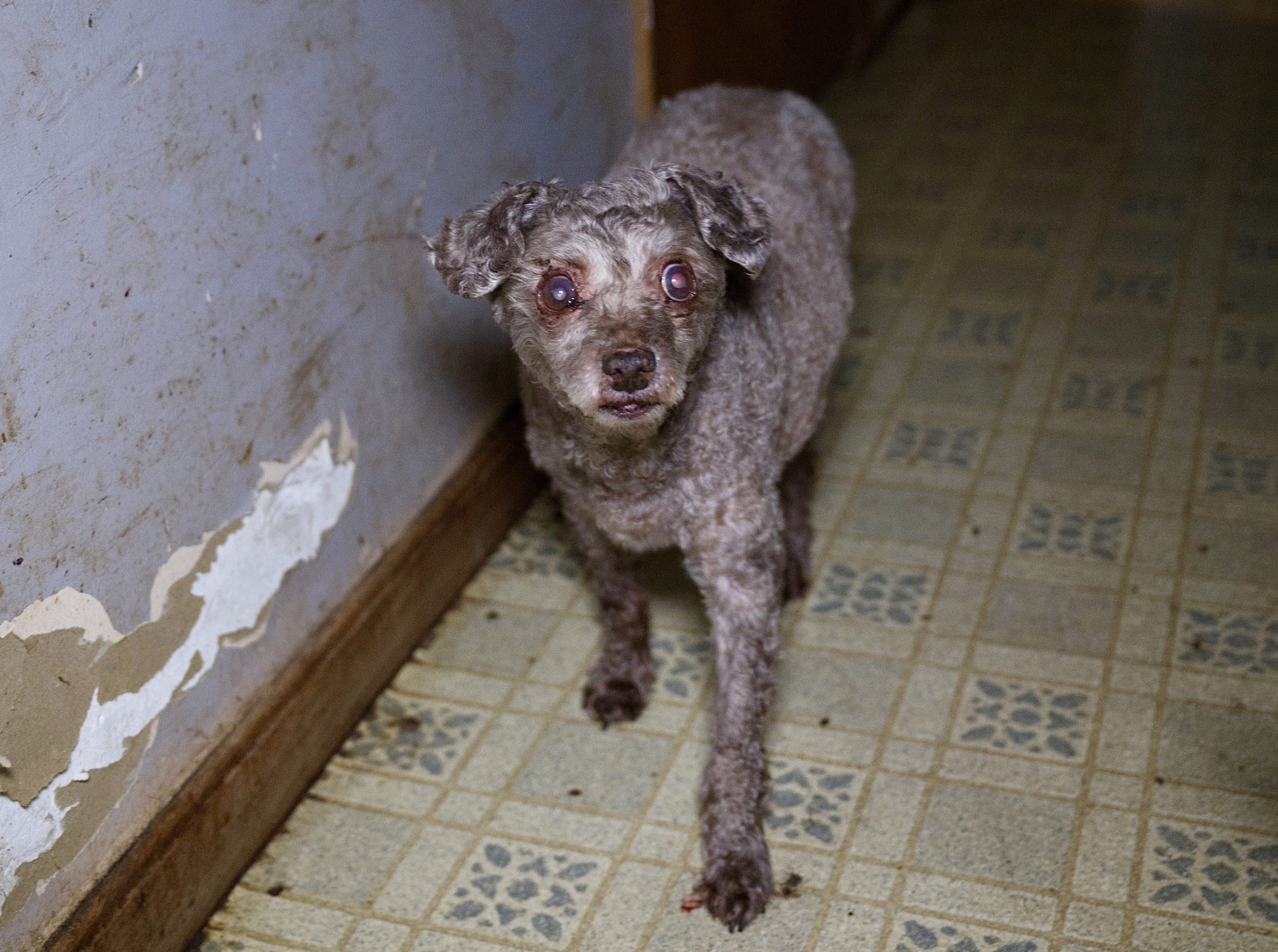 Over 100 Animals Rescued From Alleged Severe Neglect At Veterinarian’s ...