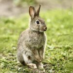 Wild Rabbit (Oryctolagus cuniculus)