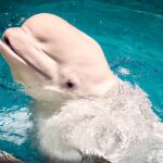 Beluga whale (Delphinapterus leucas)