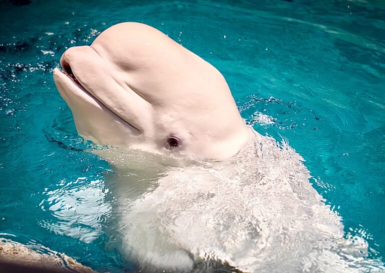 Another Tragic Loss: The 18th Beluga Whale Death At Marineland Canada