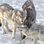 Three Wolves of the Yellowstone Wapiti pack playing / fighting