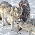 Three Wolves of the Yellowstone Wapiti pack playing / fighting