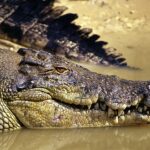 Saltwater Crocodile
