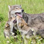Mother wolf with three cubs on grassy meadow