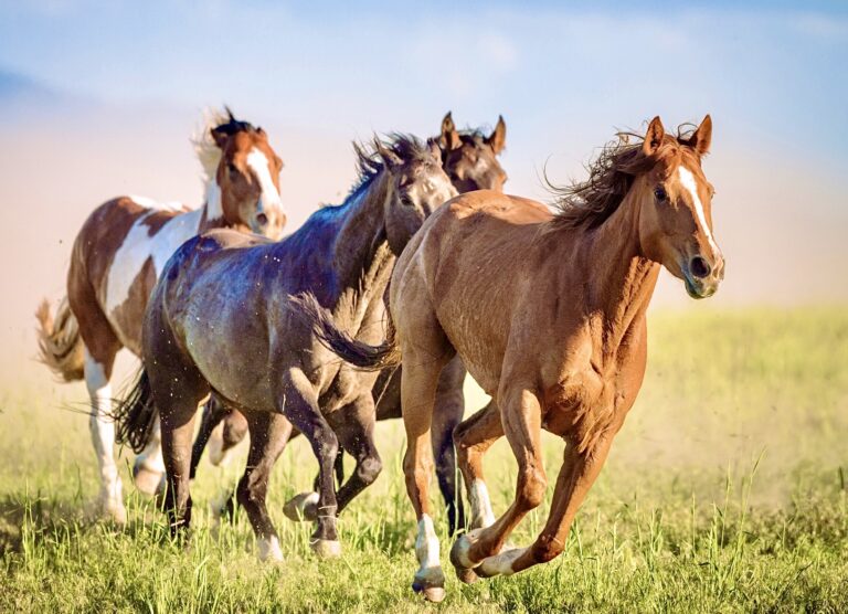 SAFE Act Returns: A Crucial Step To Ban Horse Slaughter & Protect America’s Wild Horses